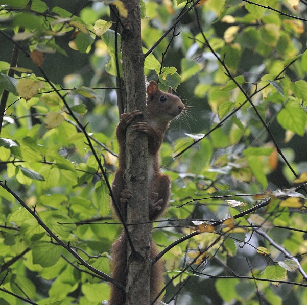 ecureuil roux.jpg